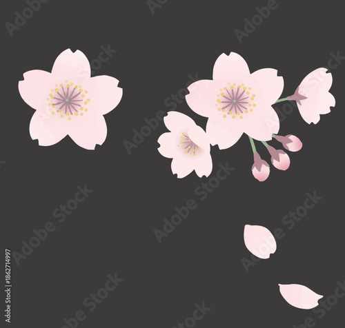 イラスト素材：桜の花, Cherry blossoms, vector.eps