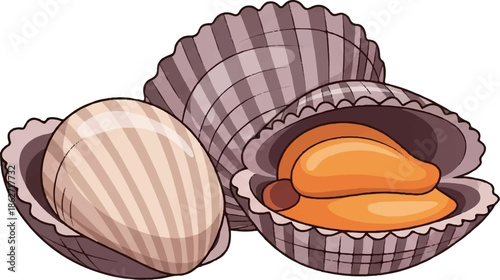 Three detailed illustrations of scallops, one open with orange meat, another closed, and one partly open