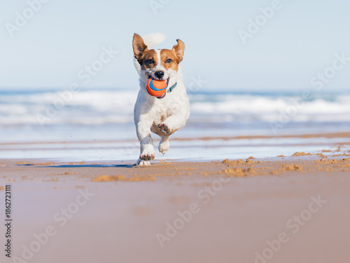 Playful pet running on wet sand near ocean