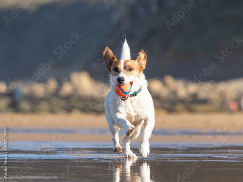 Dog having fun on the beach with toy