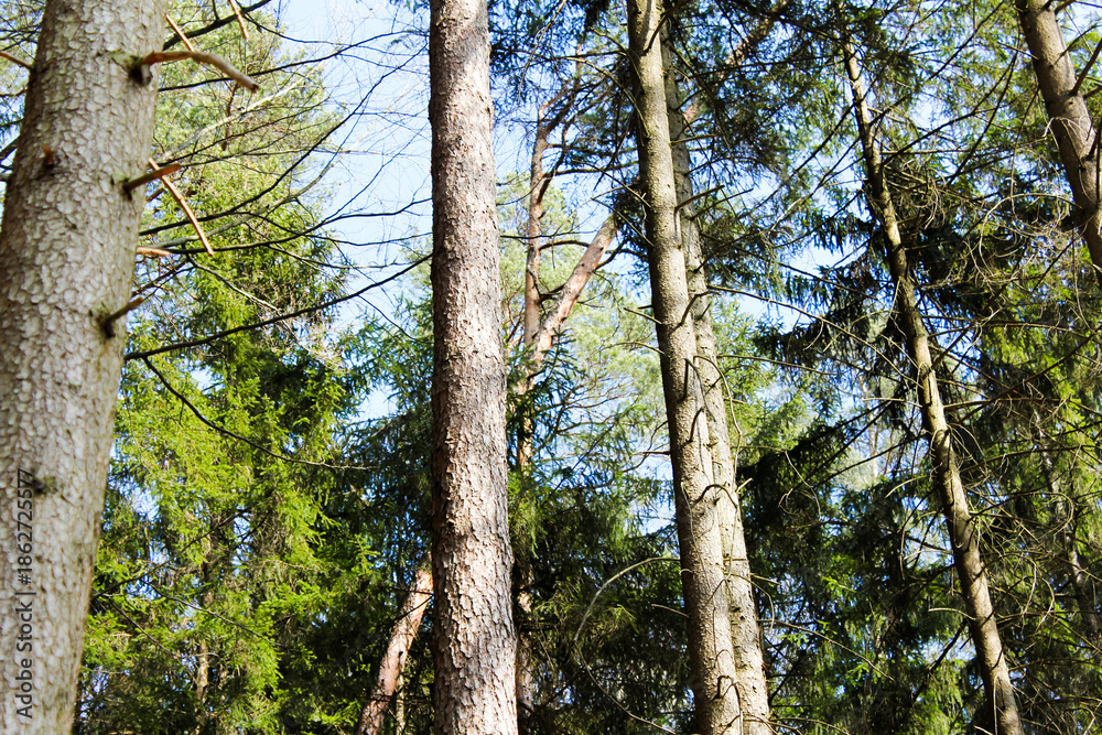 Fototapeta premium Bäume im Wald