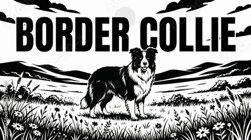 Border Collie stands focused in wide grasslands, black and white style highlighting intelligence, agility, eye contact, and working-dog instincts within open space