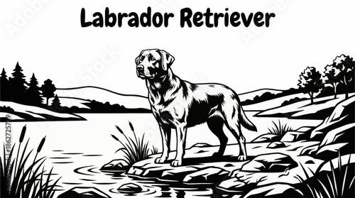 Labrador Retriever sits calmly near a quiet lakeshore, black and white photography emphasizing reflection, calm water, friendly character, and natural harmony