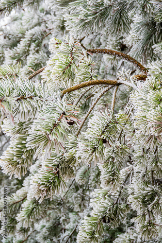 Frosted pine branches glisten in the soft winter light, showcasing nature's beauty