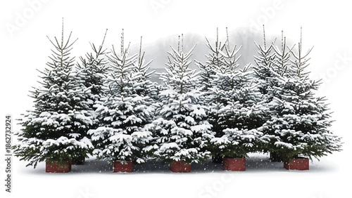 A row of evergreen trees blanketed in snow, set against a blurred background, evokes the feeling of a winter landscape. Their bases sit in red containers