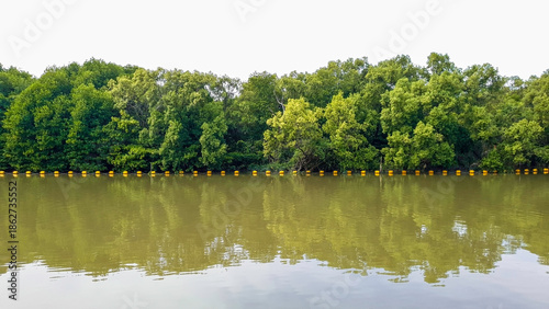 Green mangrove trees beside the river, A scenic landscape view of lush green mangrove trees