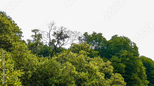 Green mangrove trees beside the river, A scenic landscape view of lush green mangrove trees