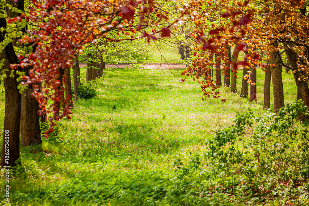 Naklejka premium Vibrant hues of red and green create a tranquil scene along a lush park pathway