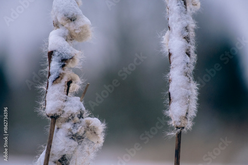 Fluffy, soft seeding Cattail in winter