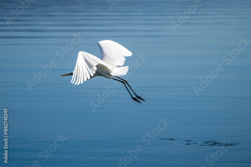 Foto a Great Egret flying low over rippled blue water, displaying its expansive white wings and black legs as it glides away