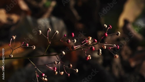 冬の森　ハゼランの実が風に揺れる02