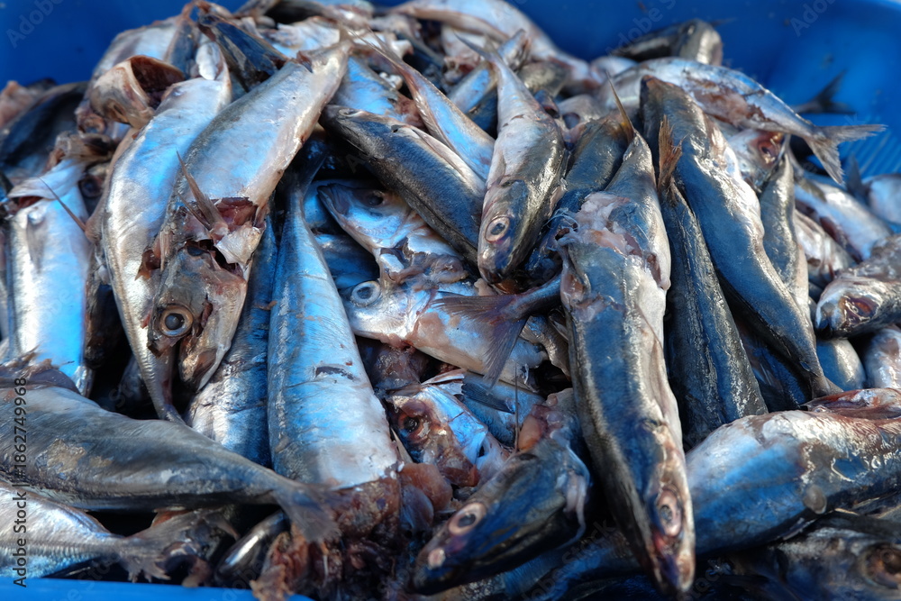 Fototapeta premium A heap of fresh raw mackerel, sardines, and anchovies lies on white ice at a seafood market, showcasing a healthy silver catch and high-quality cuisine ingredients