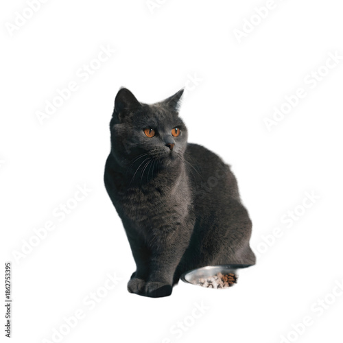 Sleek Black Cat Isolated on White Backdrop. Sitting Domestic Feline Animal Portrait with Amber Eyes. on transparent background