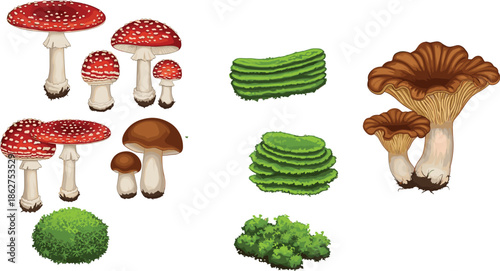 Forest Mushroom and Moss Illustration Set with Fly Agaric, Chanterelle and Green Ground Plants for Nature, Botany and Woodland Design