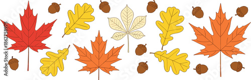 Autumn Leaves and Acorns Illustration Set with Colorful Fall Foliage Elements Showing Seasonal Nature Design for Harvest, Decoration and Background Use