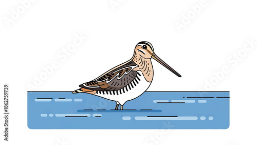 A simple illustration of a snipe bird standing in water. The bird has long, pointed beak and brown, black, white, and tan feathers. It is wading in a blue body of water