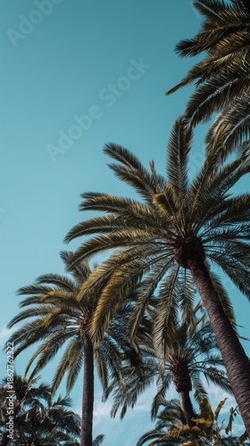 Towering palms under a clear sky
