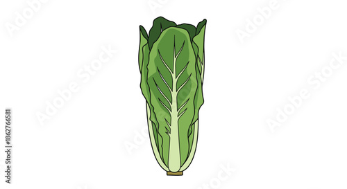 Simple and clean vector illustration of a whole, fresh head of green napa cabbage, isolated on a plain white background.