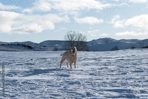 Perro, montaña y nieve
