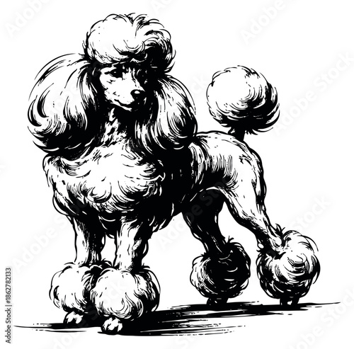 Hand drawn line art illustration of a standard poodle depicting a groomed dog for pet and animal design