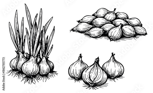 Hand drawn line art onion and shallot set featuring fresh bulbs, growing shoots, and a pile of shallots for culinary design