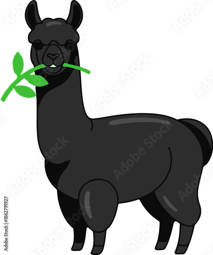 A black llama stands chewing a green leafy branch in its mouth
