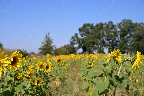 Blooming sunflowers growing in an open field on a sunny summer day with green trees in the background and clear blue sky. Natural agriculture landscape.