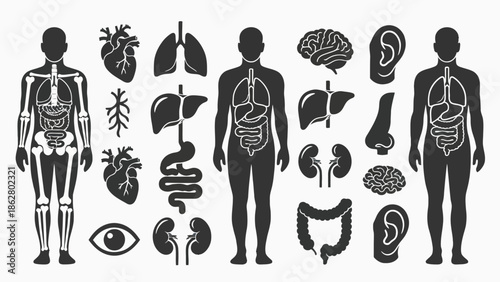 Anatomical illustration showcasing the human body's skeletal and organ systems, including the heart, lungs, brain, and digestive tract.