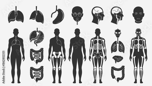 Collection of human anatomy icons including organs, skeletons, and full body silhouettes for medical and educational purposes.