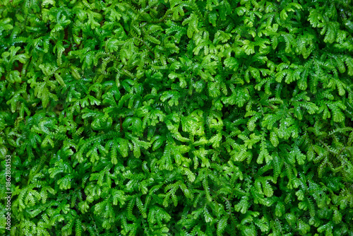 green grass background