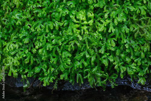 green grass background