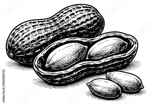 Hand drawn peanut set featuring a whole pod, a cracked pod with kernels, and shelled nuts for natural food designs