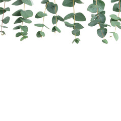 Minimal floral border created with fresh eucalyptus leaves on Transparent Background