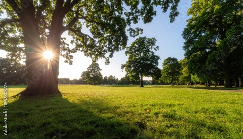 Park Trees Sunlight.