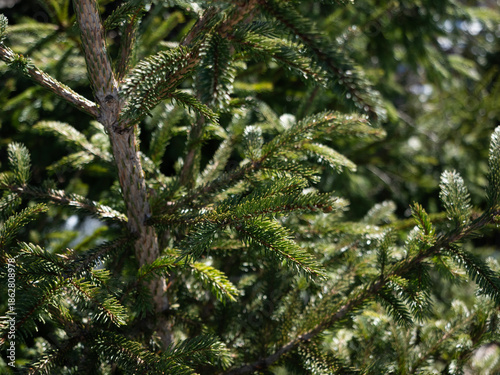 Pine Tree Branches Background