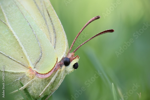 Common Brimstone (Gonepteryx rhamni) butterfly
