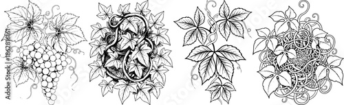 Hand Drawn Grapevine and Leaf Ornament Set Black and White