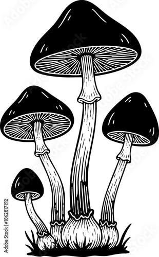 Black and White Engraving Style Mushroom Group Illustration