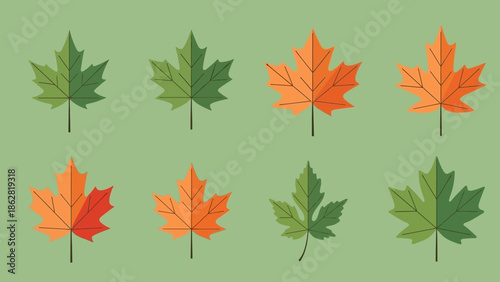 Collection of colorful maple leaves.