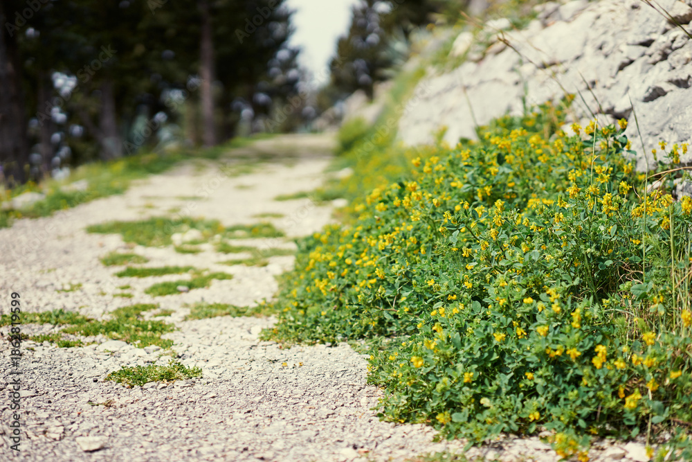Obraz premium Close-up of yellow wildflowers along a gravel path beside a stone wall, shallow depth of field in sunny spring light.