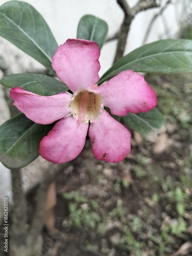 magnolia tree blossom
