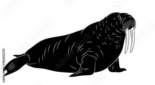 Elegant walrus in black and white an animal illustration for wildlife lovers