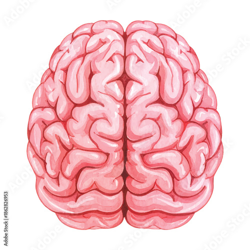 Watercolor illustration of a human brain viewed from above on a vector illutrastion transparent background