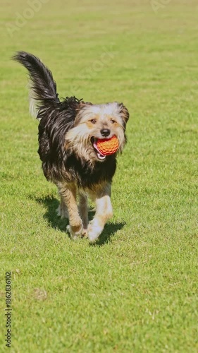 Scruffy terrier mix dog playing fetch with ball