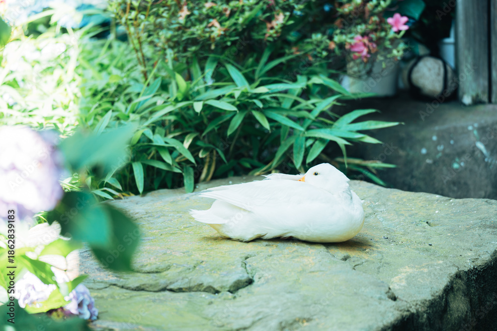 Obraz premium 雨引観音の紫陽花とアヒル