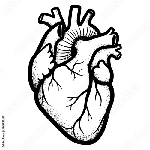 Anatomical Heart: A detailed black and white illustration of a human heart, showcasing intricate anatomical features and the vital organ.