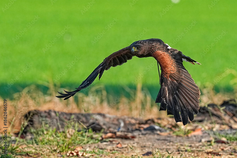 Obraz premium We train Harris falcons to fly in order to take photographs.
