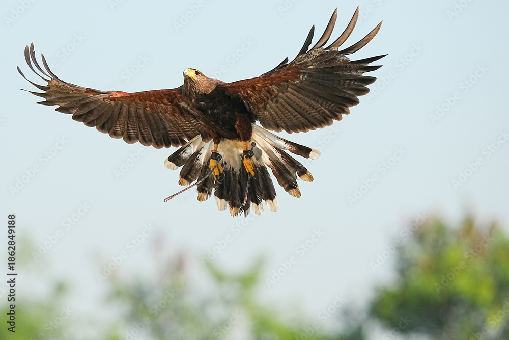 Fototapeta premium We train Harris falcons to fly in order to take photographs.