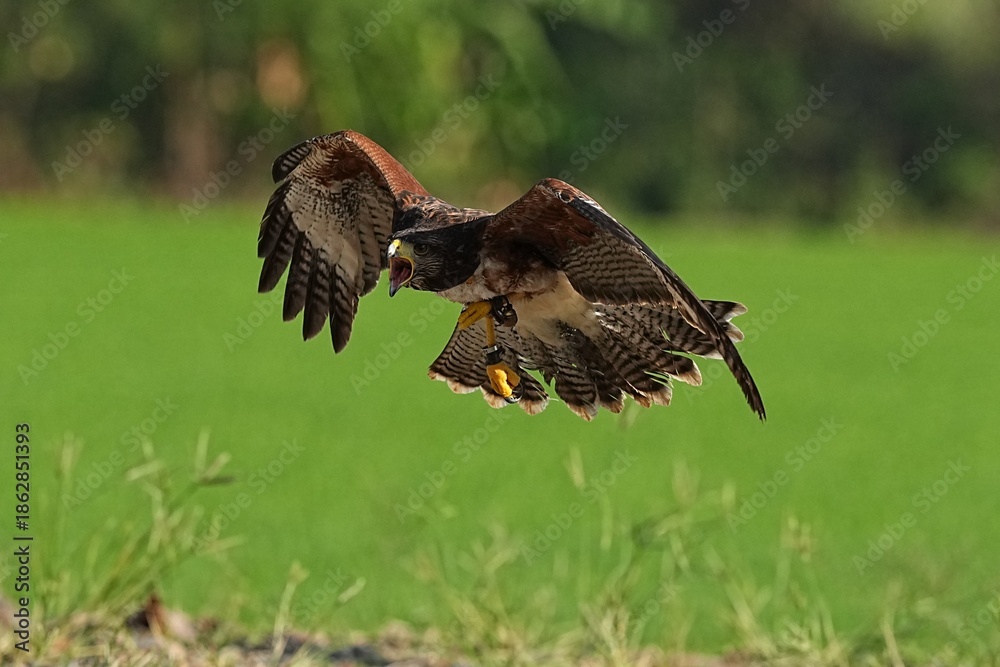 Obraz premium We train Harris falcons to fly in order to take photographs.