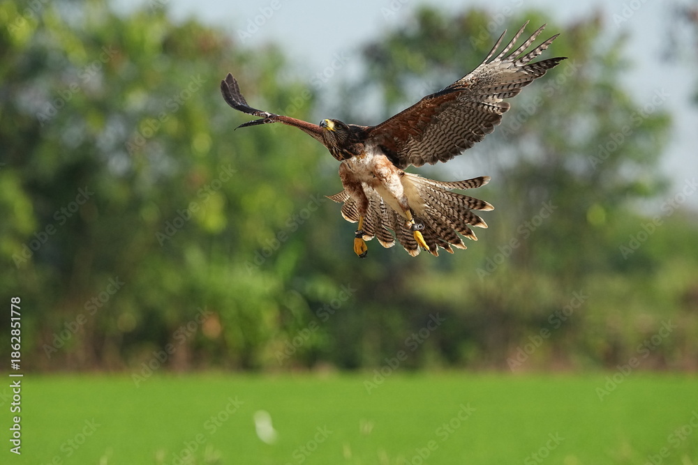 Fototapeta premium We train Harris falcons to fly in order to take photographs.